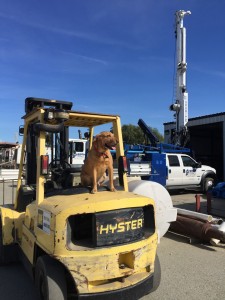 dog on machinery