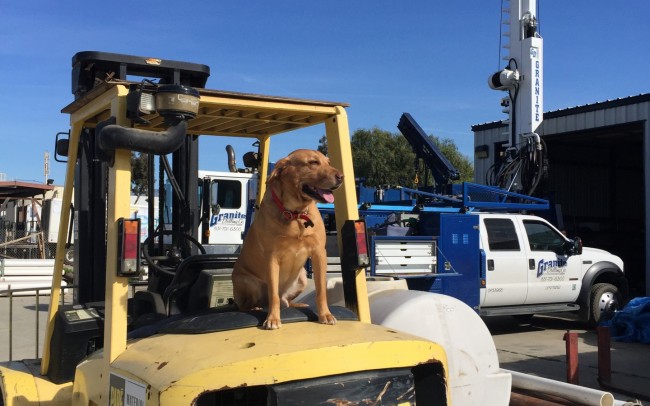 dog on machinery