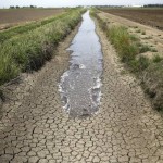 water in a field