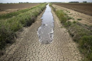 water in a field